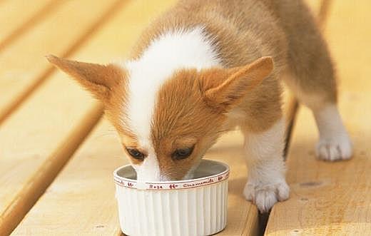 狗狗们挑食厌食的原因