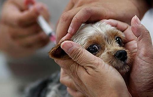 狗狗注射疫苗的误区