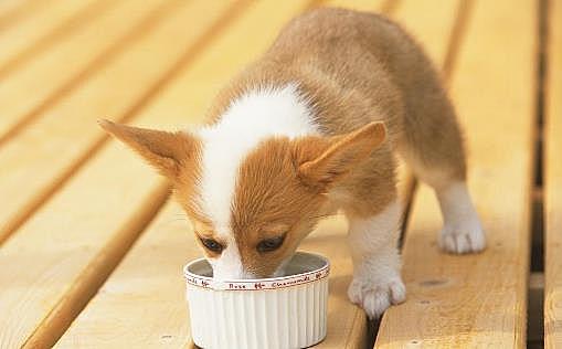 有关幼犬的饮食法则
