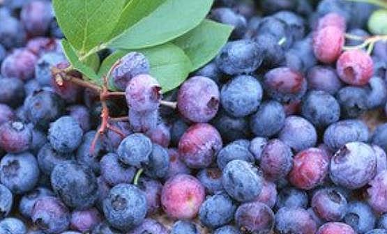 蓝莓增强记忆力及自身免疫力