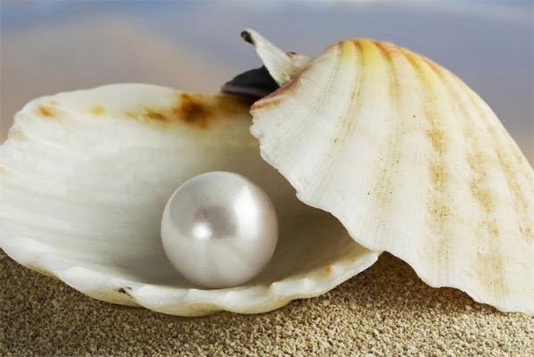 母贝珍珠和珍珠的区别是什么