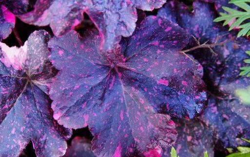 浪漫的紫色盆栽观赏植物大盘点