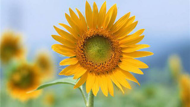 花艺插花教程~向日葵的花的寓意及其保养小常识
