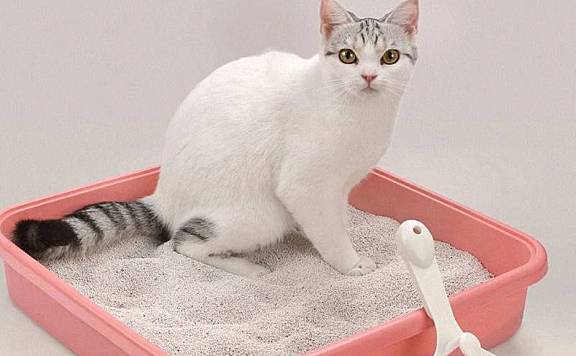 猫为什么要埋掉自己的粪便