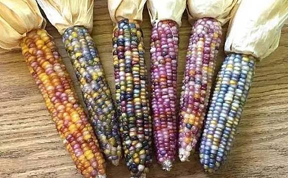 彩色玉米为什么会是彩色的