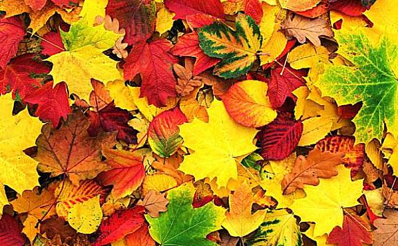 秋天为什么有的树叶变黄 有的树叶变红