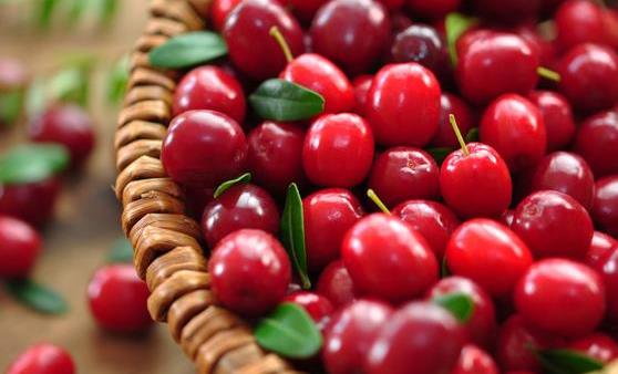 蔓越莓的5种功效与作用