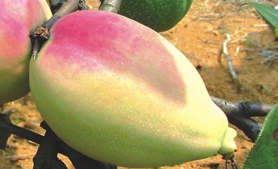 宣木瓜能延缓衰老抗菌消炎