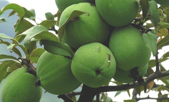 宣木瓜能延缓衰老抗菌消炎