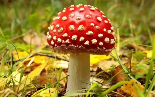 吃蘑菇中毒为什么会出现幻觉
