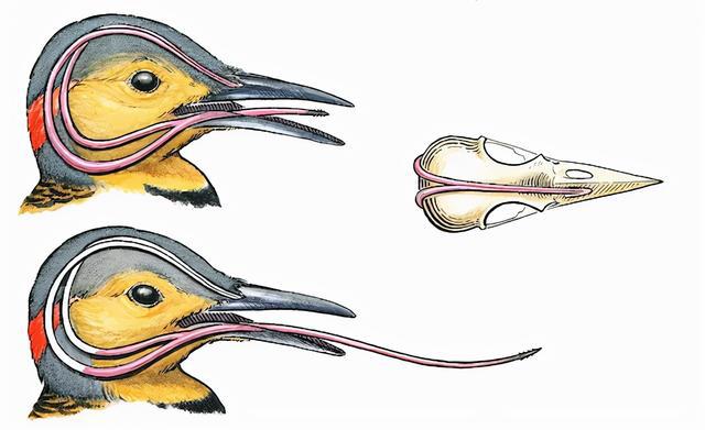 啄木鸟的舌头会缠绕着它的大脑