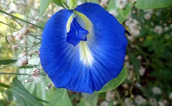为什么蓝色的植物非常罕见
