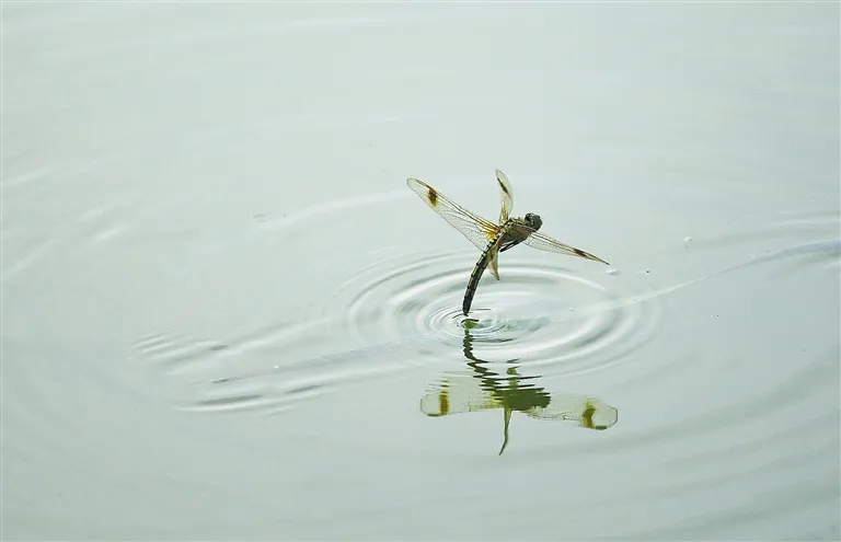 蜻蜓为什么要点水