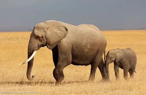 大象为什么不易得癌症