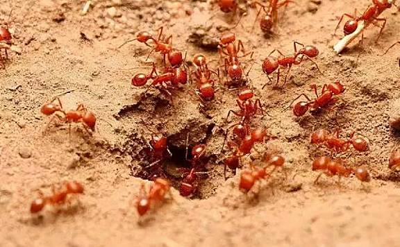 红火蚁：世界上最危险的蚂蚁