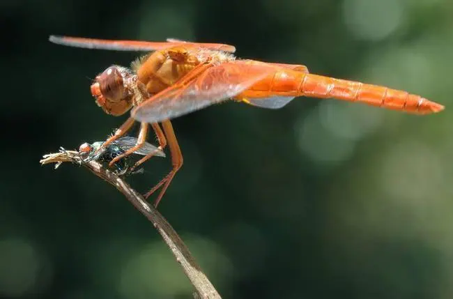 蜻蜓：捕猎成功率最高的动物