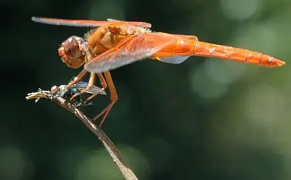 蜻蜓：捕猎成功率最高的动物