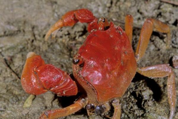 最适合新手养的十大宠物蟹