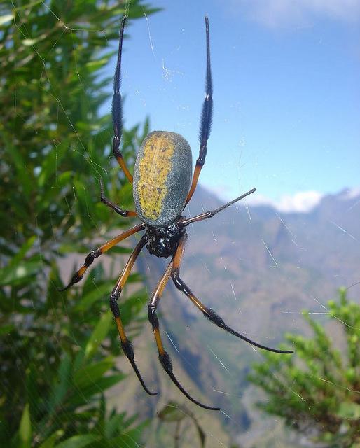 地球上10大巨型蜘蛛