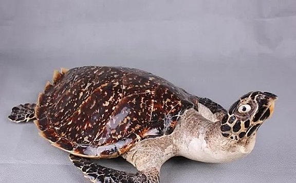 世界十大著名水龟：地图龟居第五