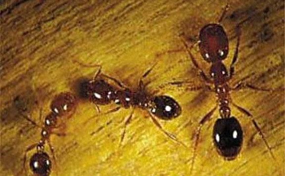 世界十大可怕的蚂蚁