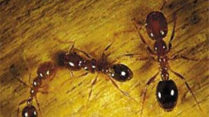 世界十大可怕的蚂蚁