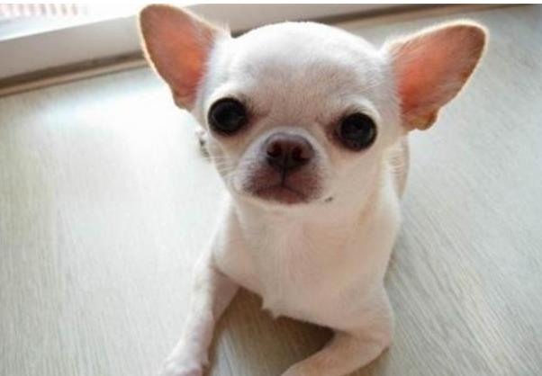 世界上饭量最小的狗