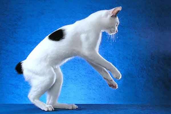 世界十大最奇异的猫
