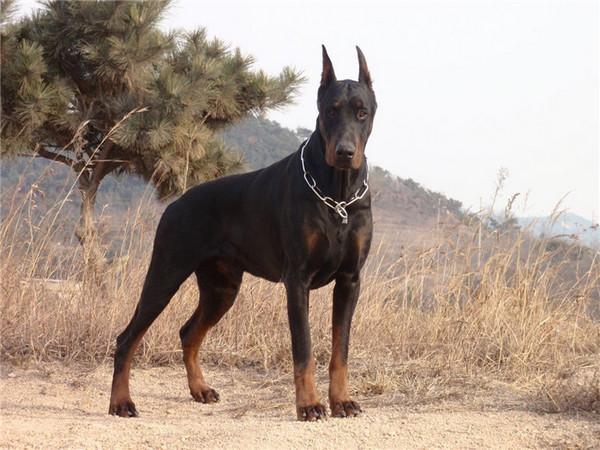 世界上10大人气最高的宠物狗