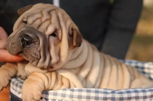 世界上10大体味最重的狗狗