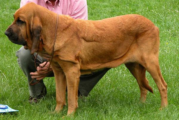世界上10大体味最重的狗狗