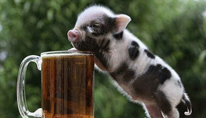 世界上最小的猪品种
