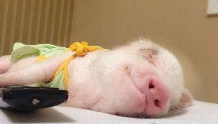世界上最小的猪品种