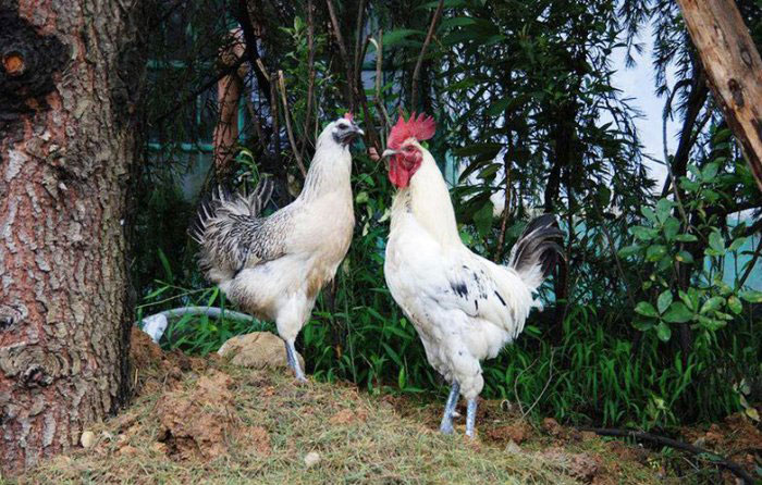 中国十大名鸡品种排名