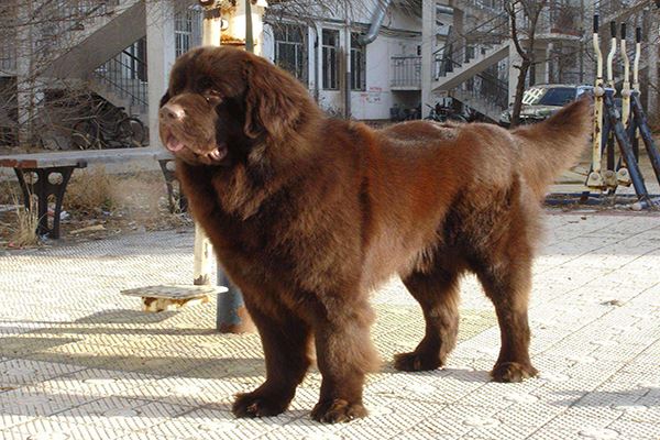 世界十大最粘人的狗