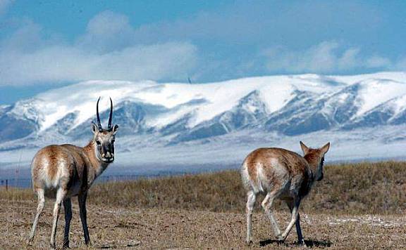 我国可可西里高原上的10大“著名”动物