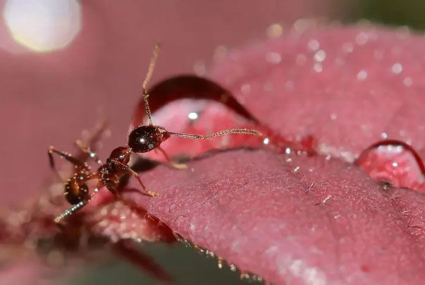 世界上最毒的蚂蚁是什么蚂蚁？