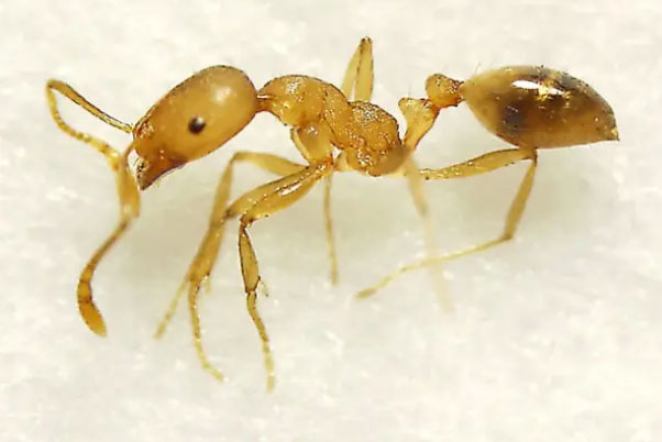 世界上最毒的蚂蚁是什么蚂蚁？