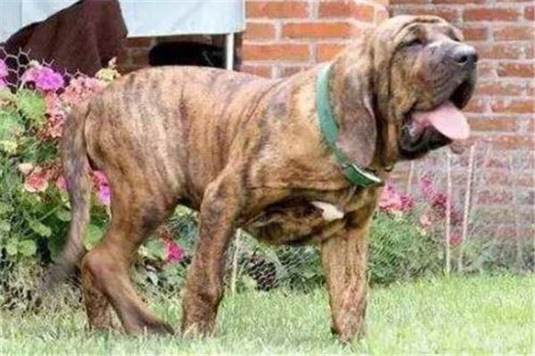 世界十大最凶悍猛犬