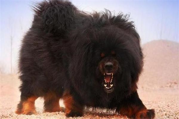 世界十大最凶悍猛犬