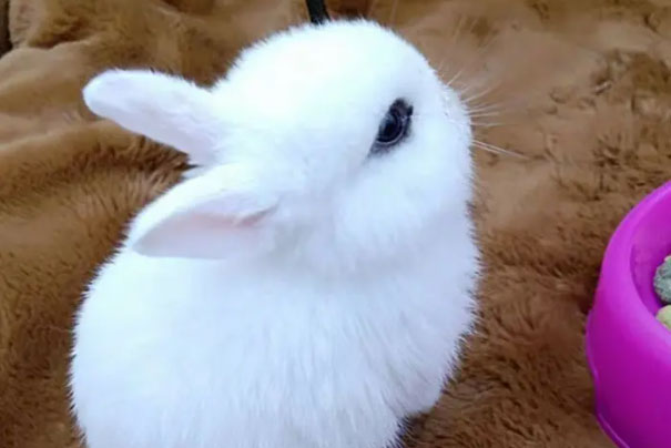 世界上最漂亮的兔子