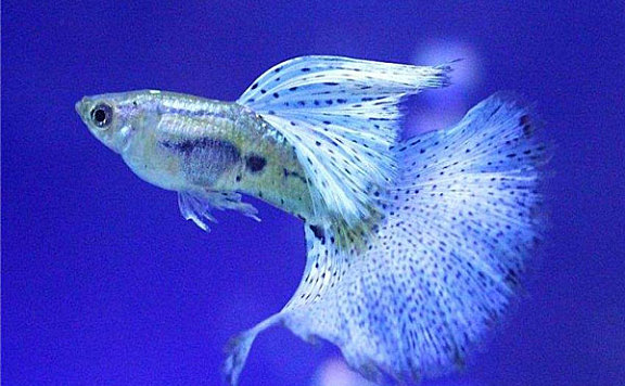 世界上最美的十种鱼