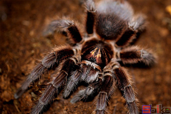 世界十大美丽且受欢迎的宠物蜘蛛