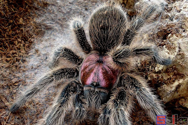 世界十大美丽且受欢迎的宠物蜘蛛