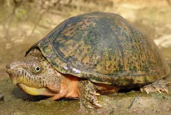 世界十大最小的龟排行榜