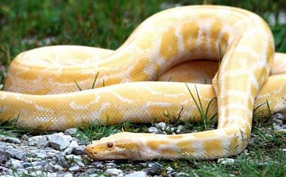 十种最奇特黄色动物排行榜