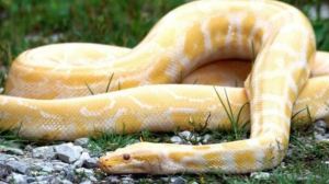 十种最奇特黄色动物排行榜