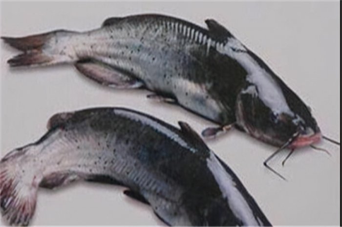 中国最昂贵的十大名鱼