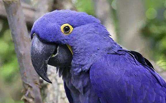 大自然中10种漂亮的蓝色鸟类