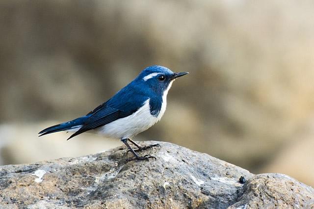 大自然中10种漂亮的蓝色鸟类
